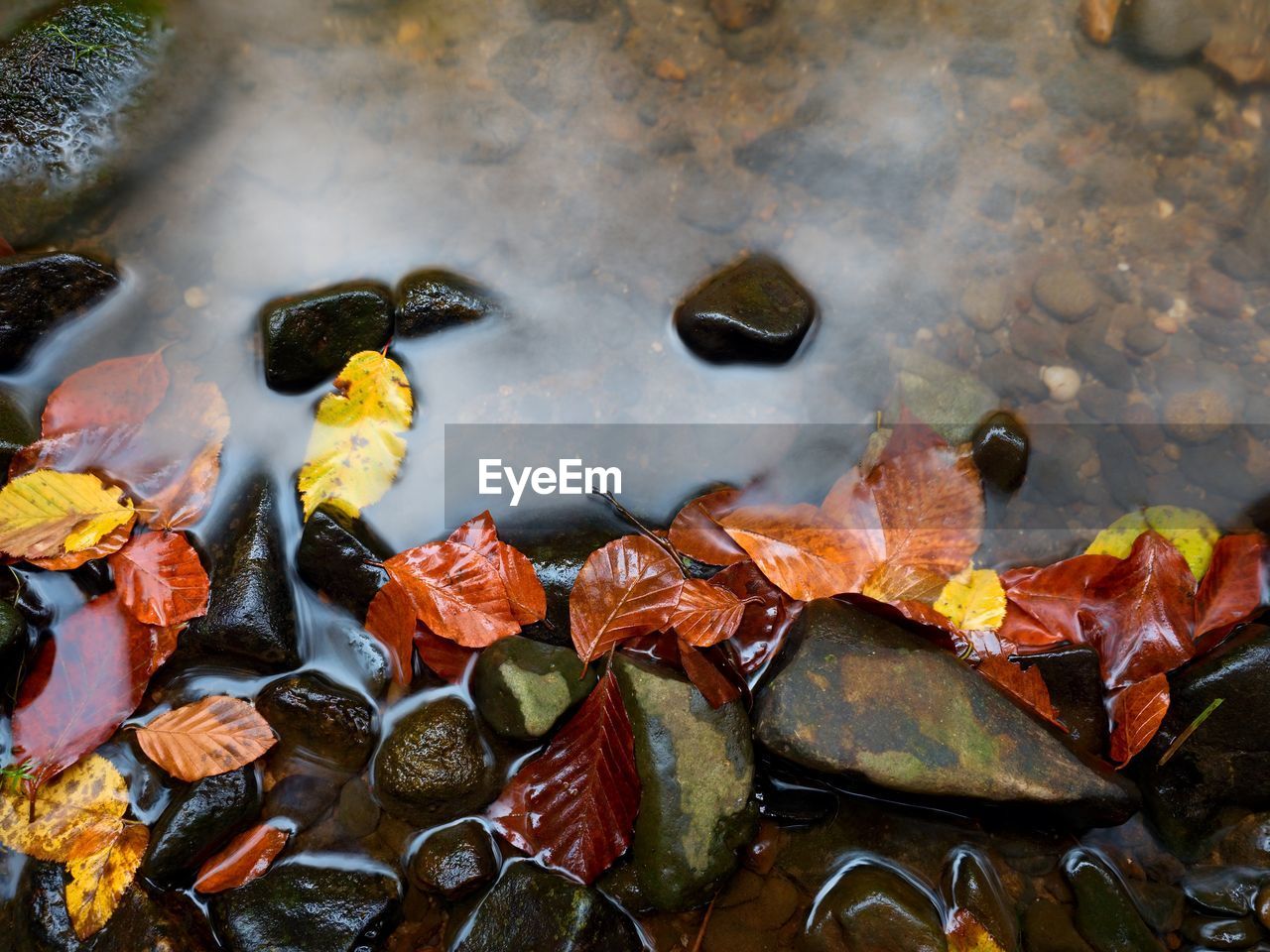 Fall colors. detail of rotten old leaves on basalt gravel in mirrored water of mountain stream. 