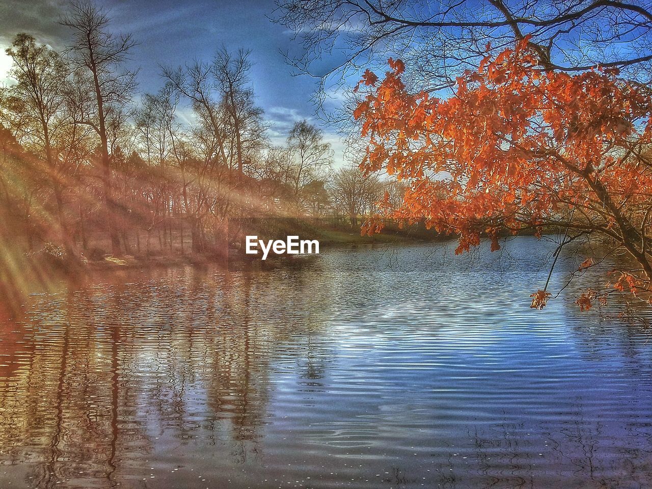 REFLECTION OF TREES IN WATER