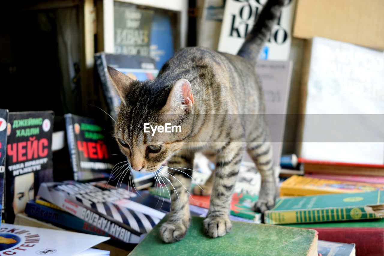 Close-up of a cat on books