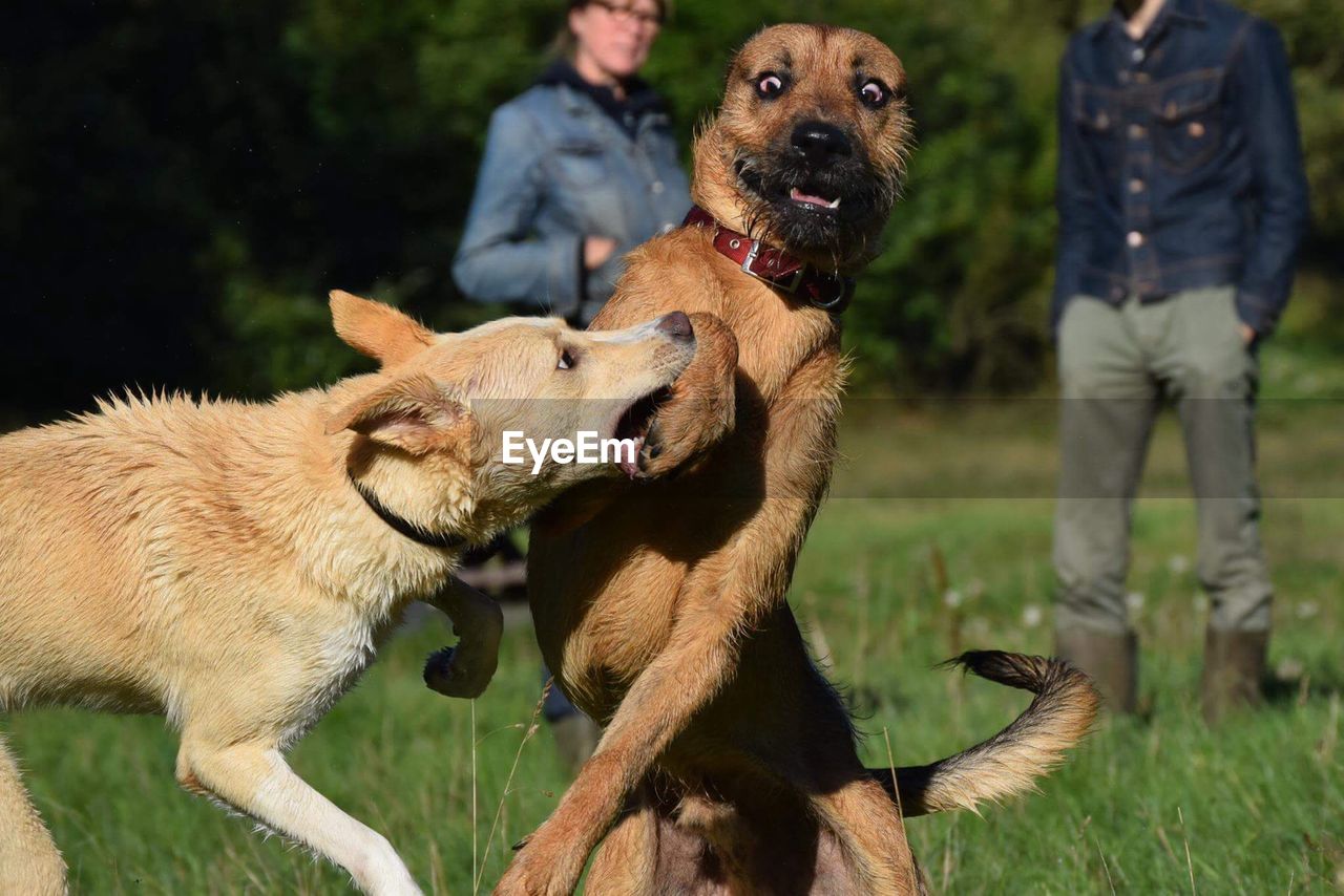 Brown dogs fighting on field