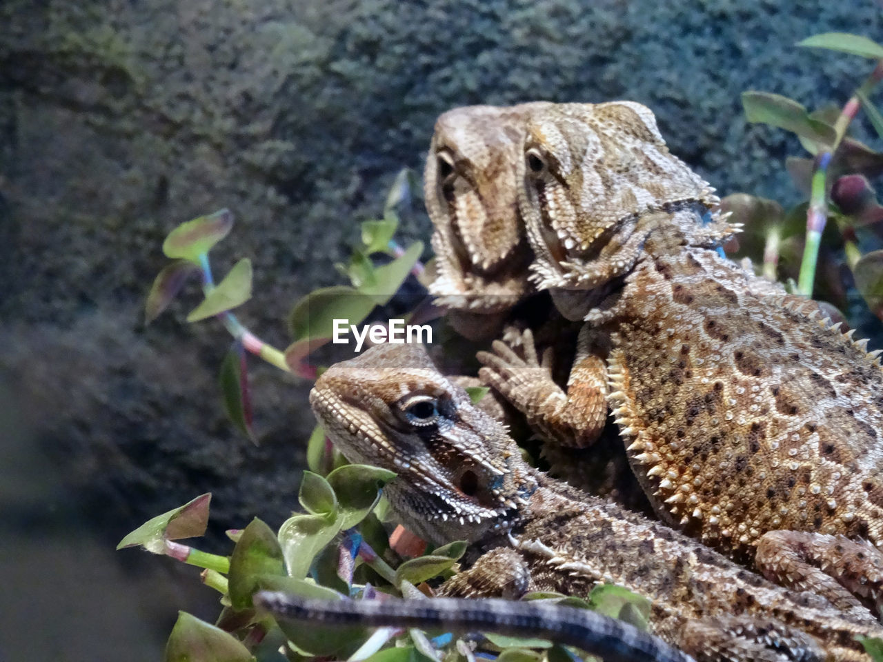 animal themes, animal, animal wildlife, reptile, wildlife, lizard, nature, one animal, no people, iguana, dragon lizard, plant, day, close-up, outdoors, tree, focus on foreground, animal body part