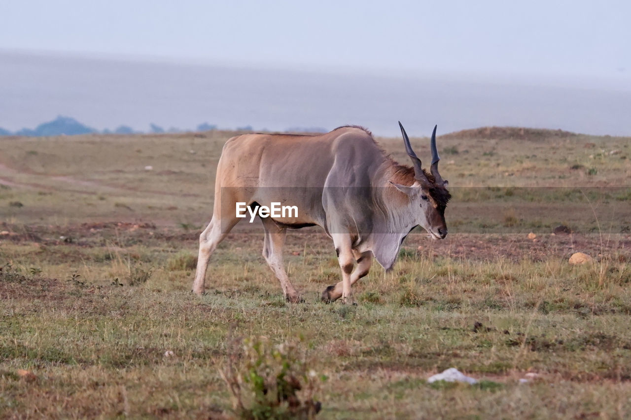 Eland walks across the savanna in the maasai mara