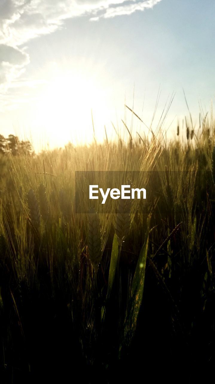 CLOSE-UP OF STALKS IN FIELD AGAINST SUNSET