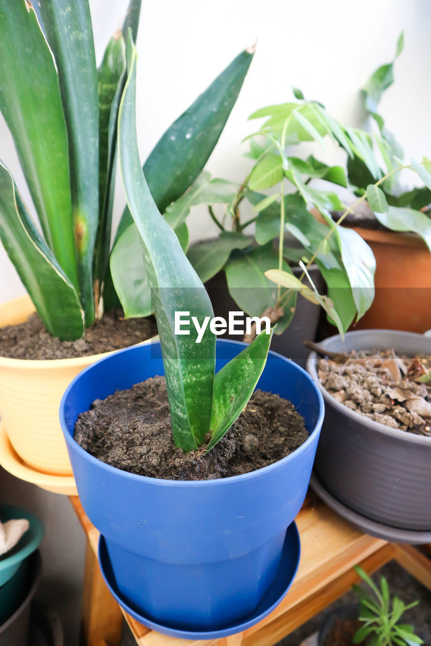 plant, growth, potted plant, nature, green, plant part, flower, leaf, botany, succulent plant, no people, flowerpot, gardening, beauty in nature, medicine, food, indoors, houseplant, cactus, agriculture, herb, healthcare and medicine, dirt, food and drink, herbal medicine, day, planting, close-up, environment, seedling