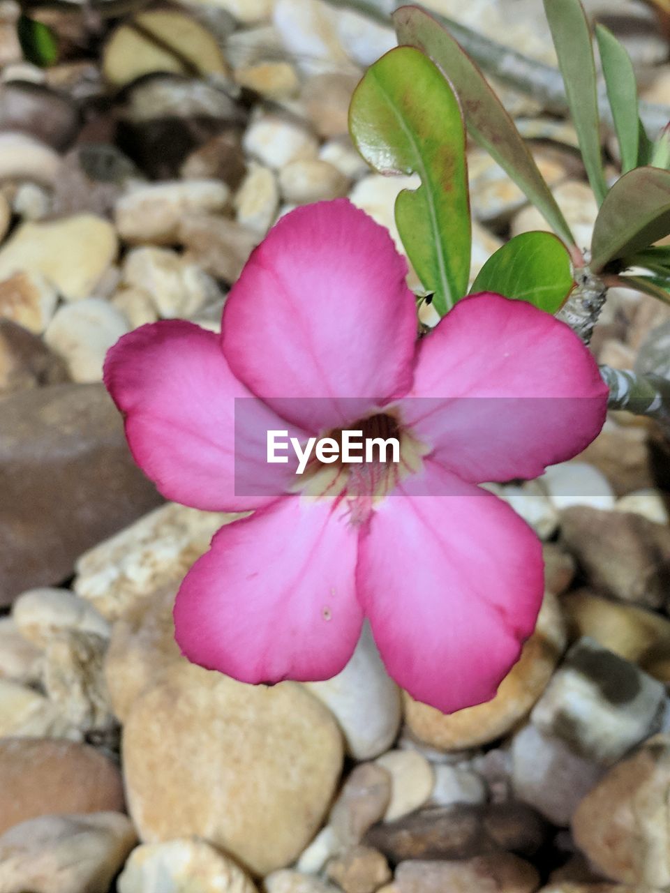 CLOSE-UP OF PINK FLOWERING PLANTS