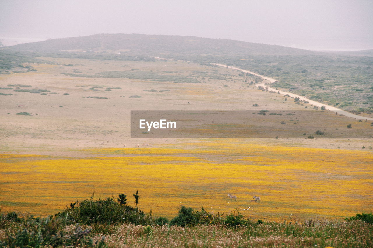 Scenic view of landscape