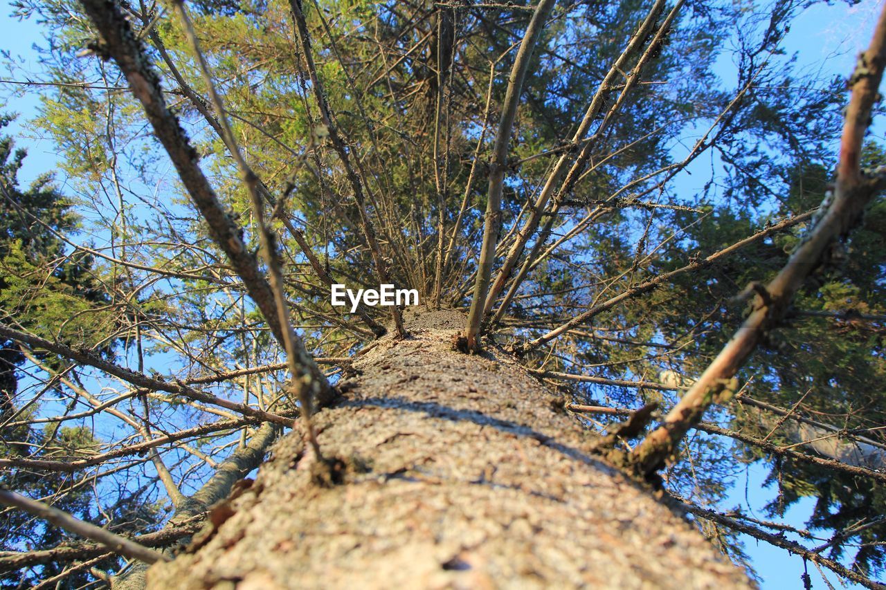 Low angle view of trees against sky