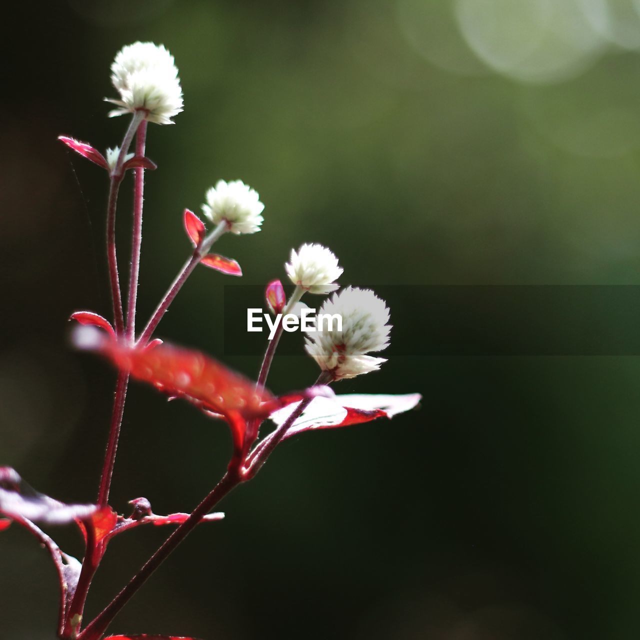 Close-up of flowers blooming outdoors