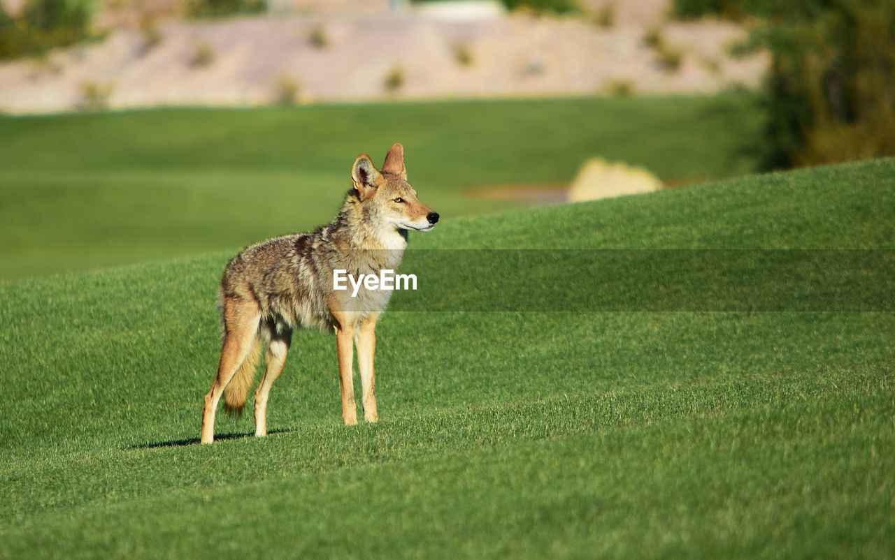 Wolf on grassy field