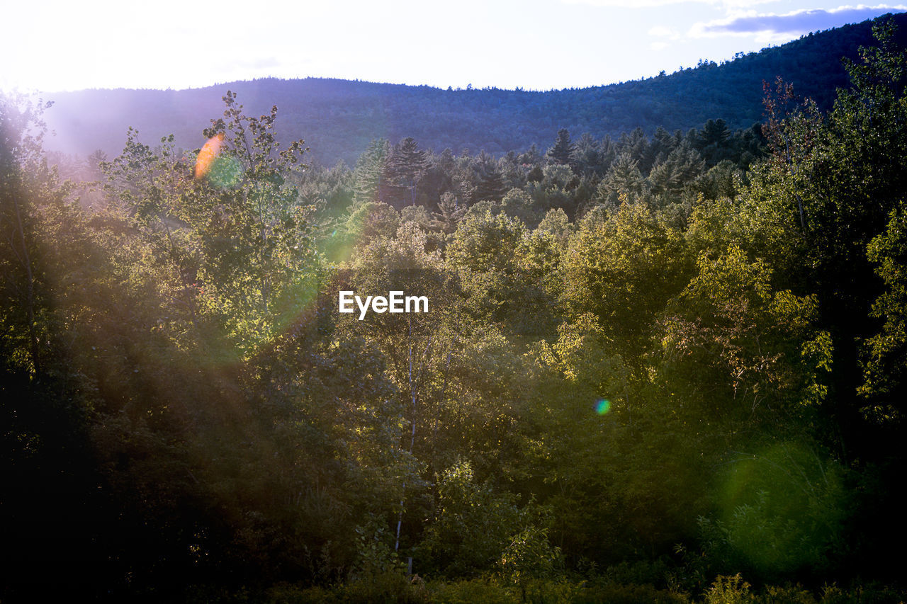 Trees in forest