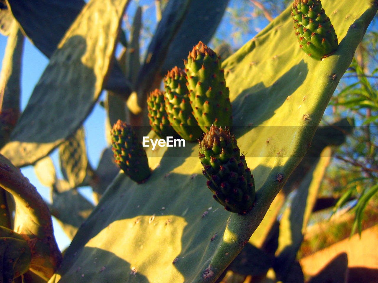 CLOSE-UP OF SUCCULENT PLANT GROWING ON CACTUS