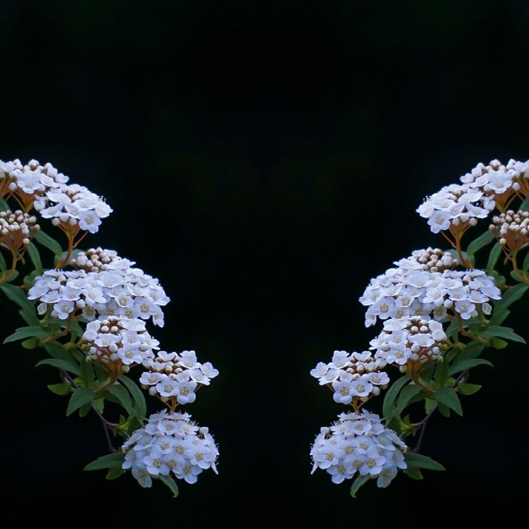 CLOSE-UP OF WHITE FLOWERS BLOOMING ON TREE