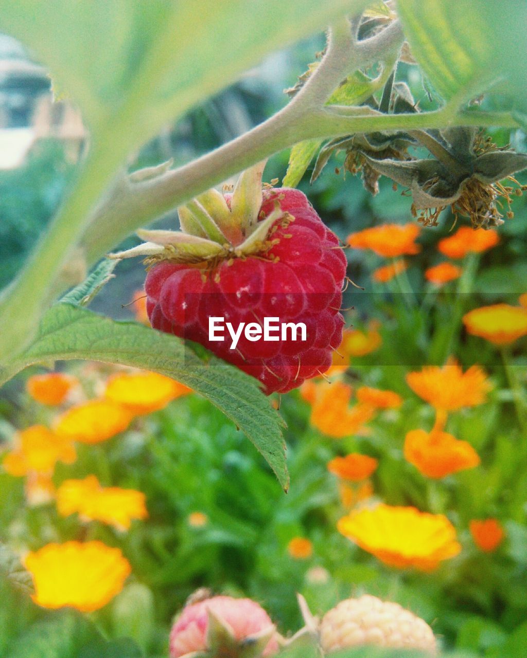 CLOSE-UP OF FRESH ORANGE FLOWERS BLOOMING OUTDOORS