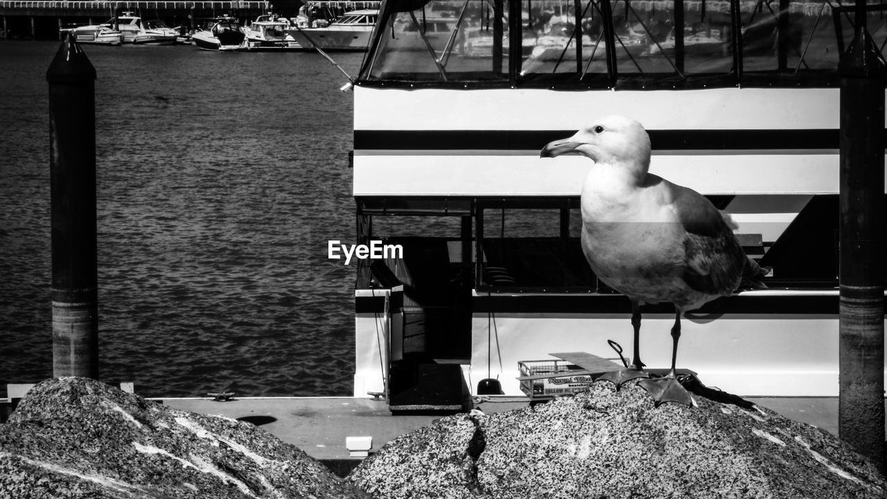 Close-up of bird perching on wall