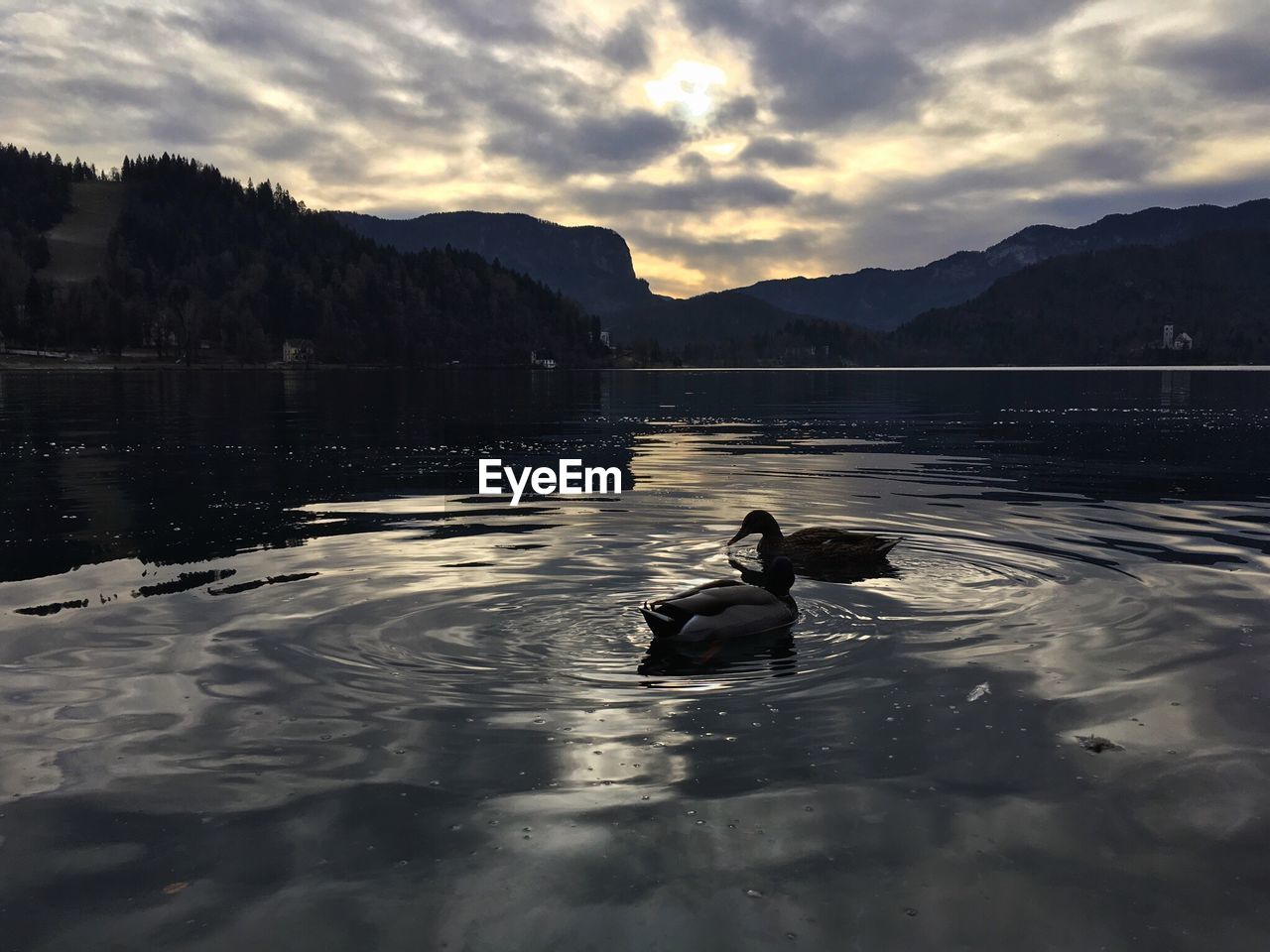 Swans in lake against sky during sunset