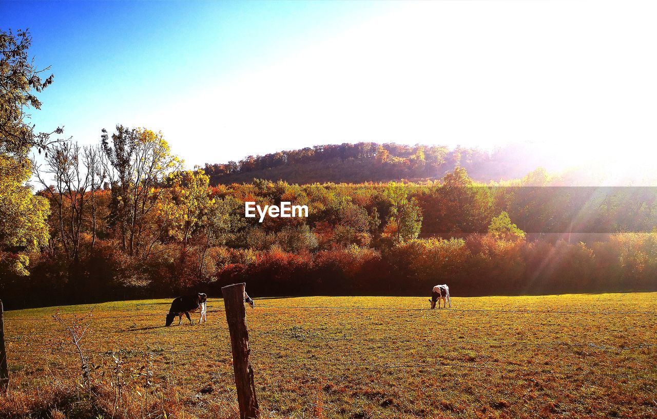 TREES ON FIELD DURING AUTUMN AGAINST SKY