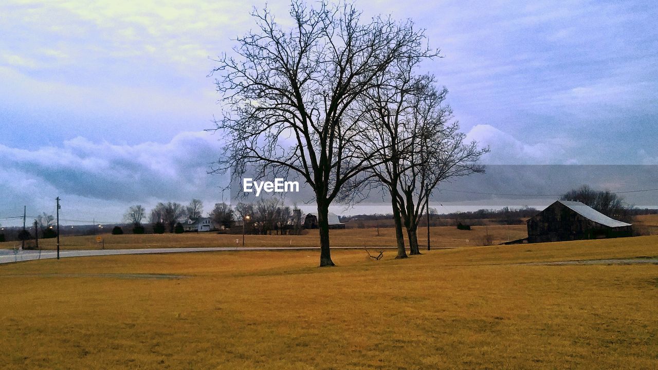 BARE TREES ON LANDSCAPE