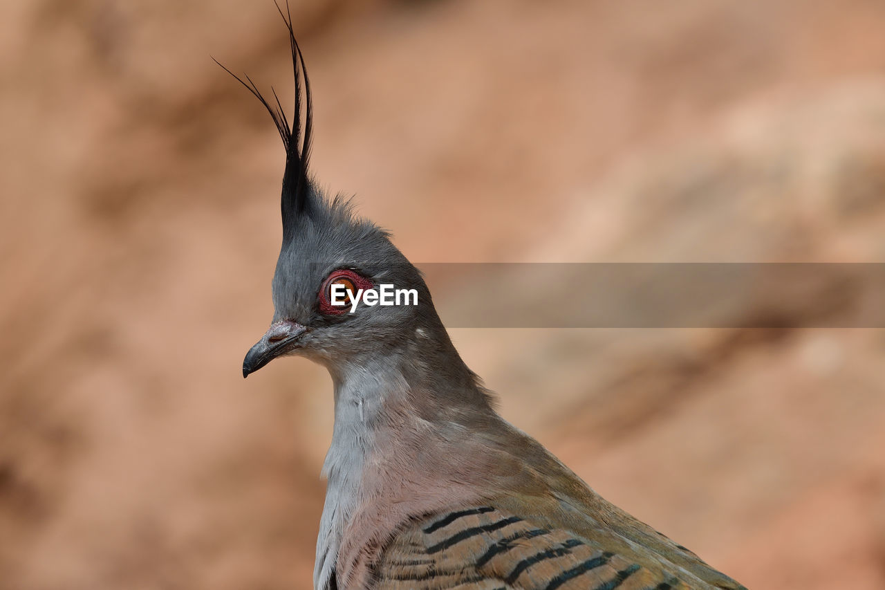 Close up portrait of a crested pigeon 