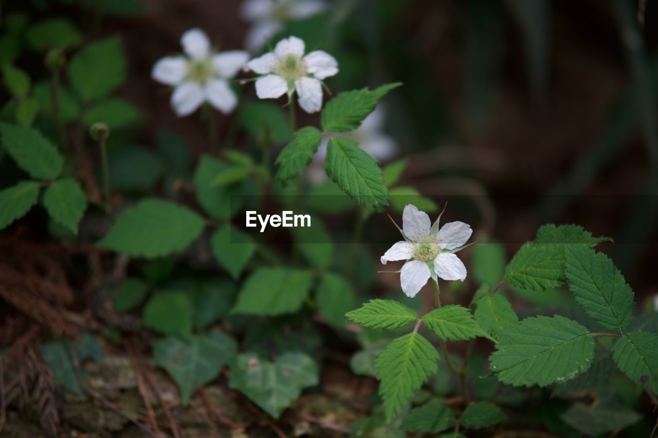 CLOSE-UP OF WHITE FLOWERS