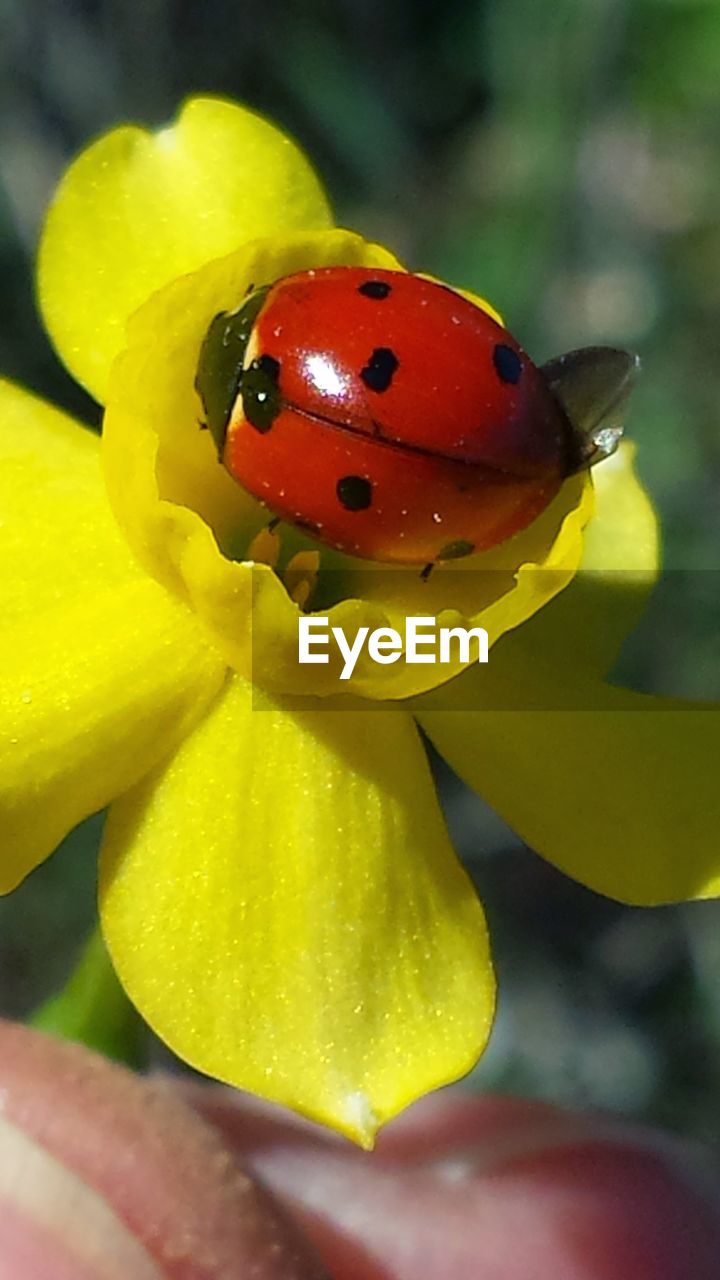 CLOSE UP OF LADYBUG ON FLOWER