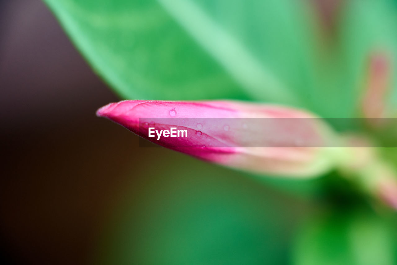 CLOSE-UP OF PINK WATER DROP ON PURPLE FLOWER