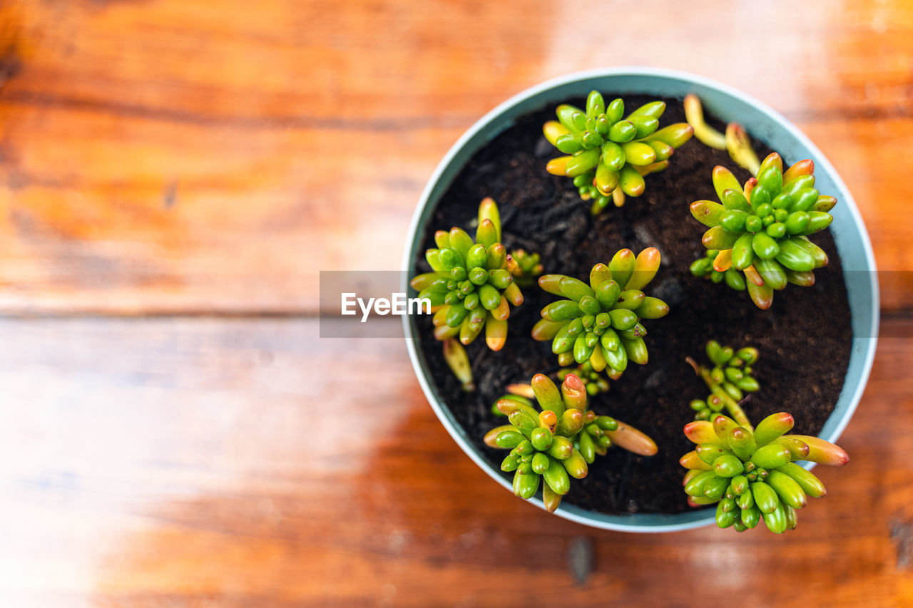 Little plant in a pot