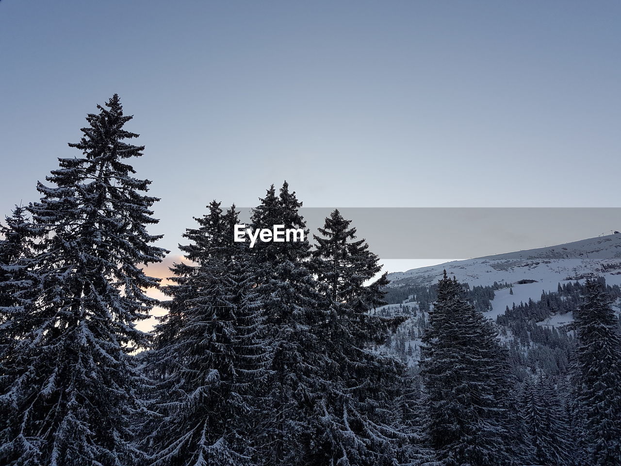 PINE TREES ON SNOW COVERED LAND