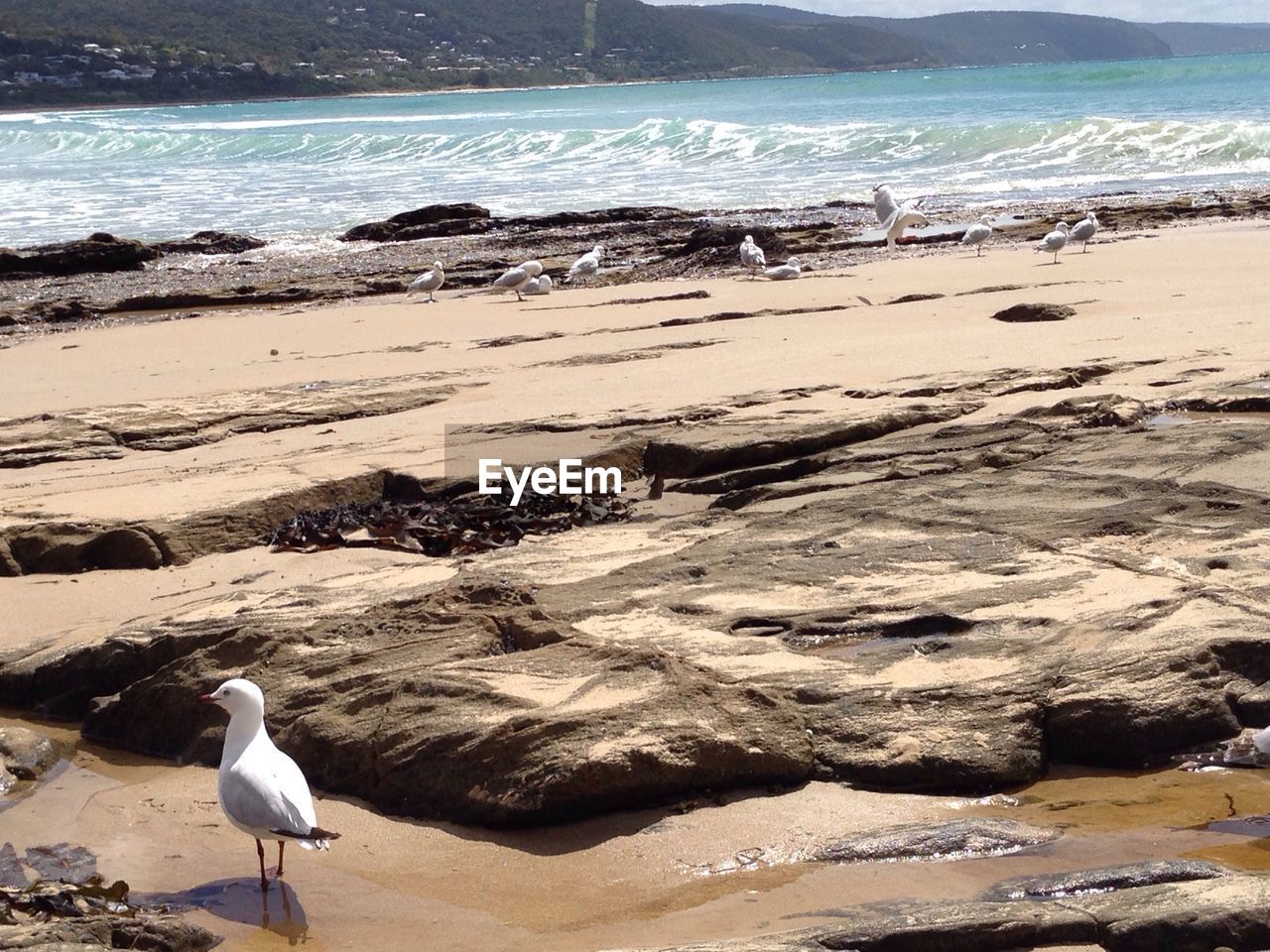 SEAGULLS ON BEACH