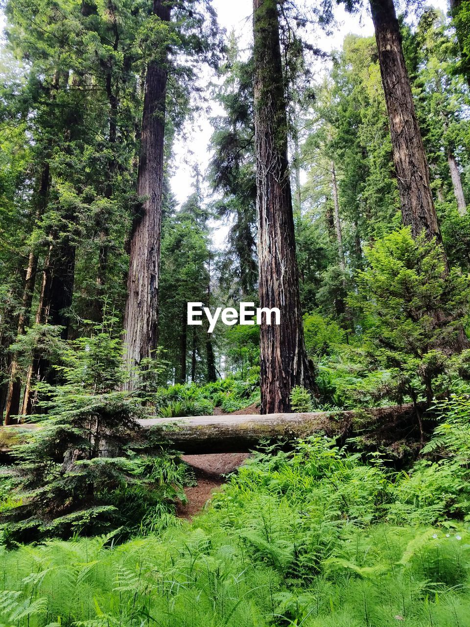 TREES GROWING IN FOREST