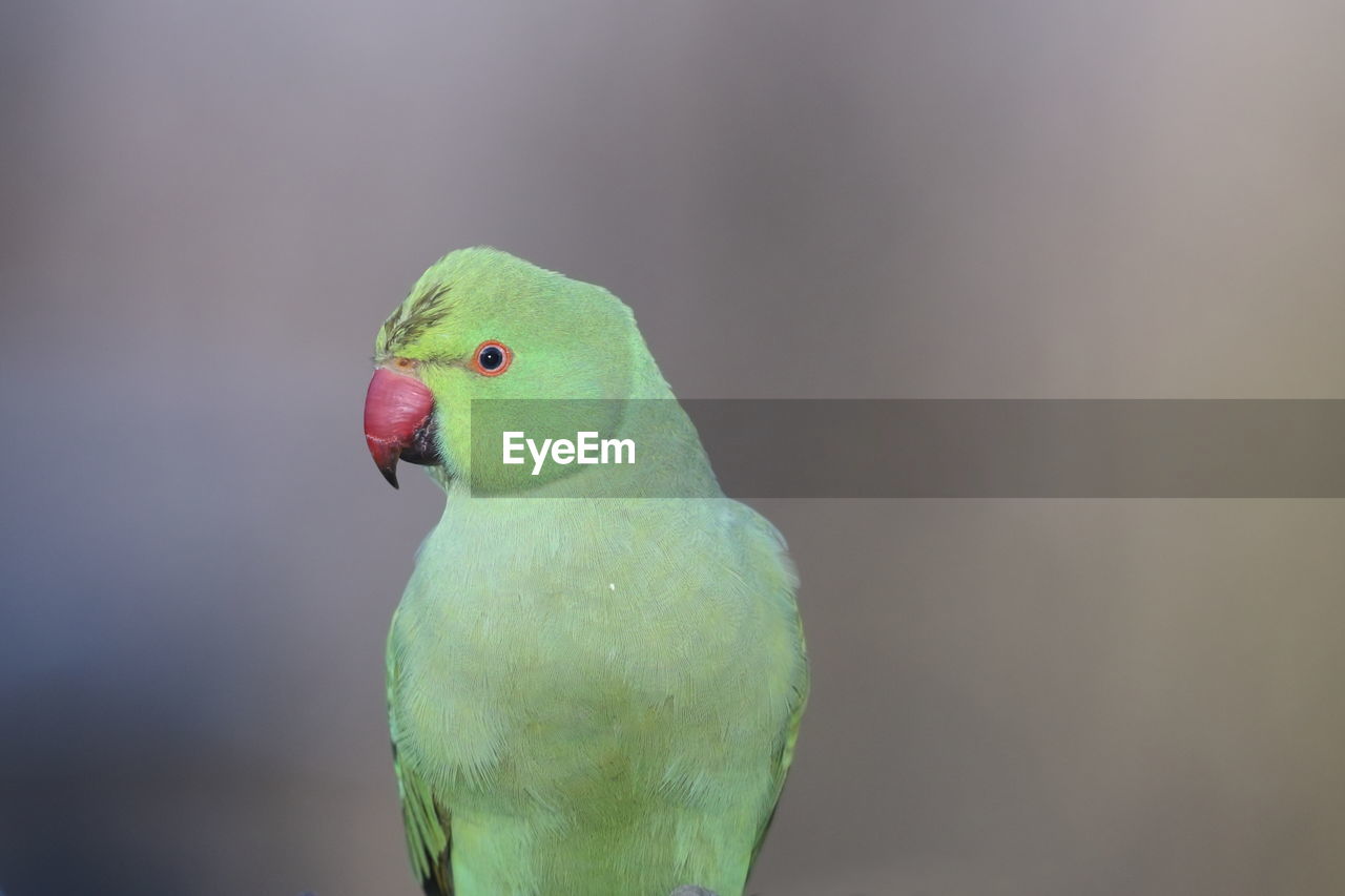 A ring-necked parakeet up close