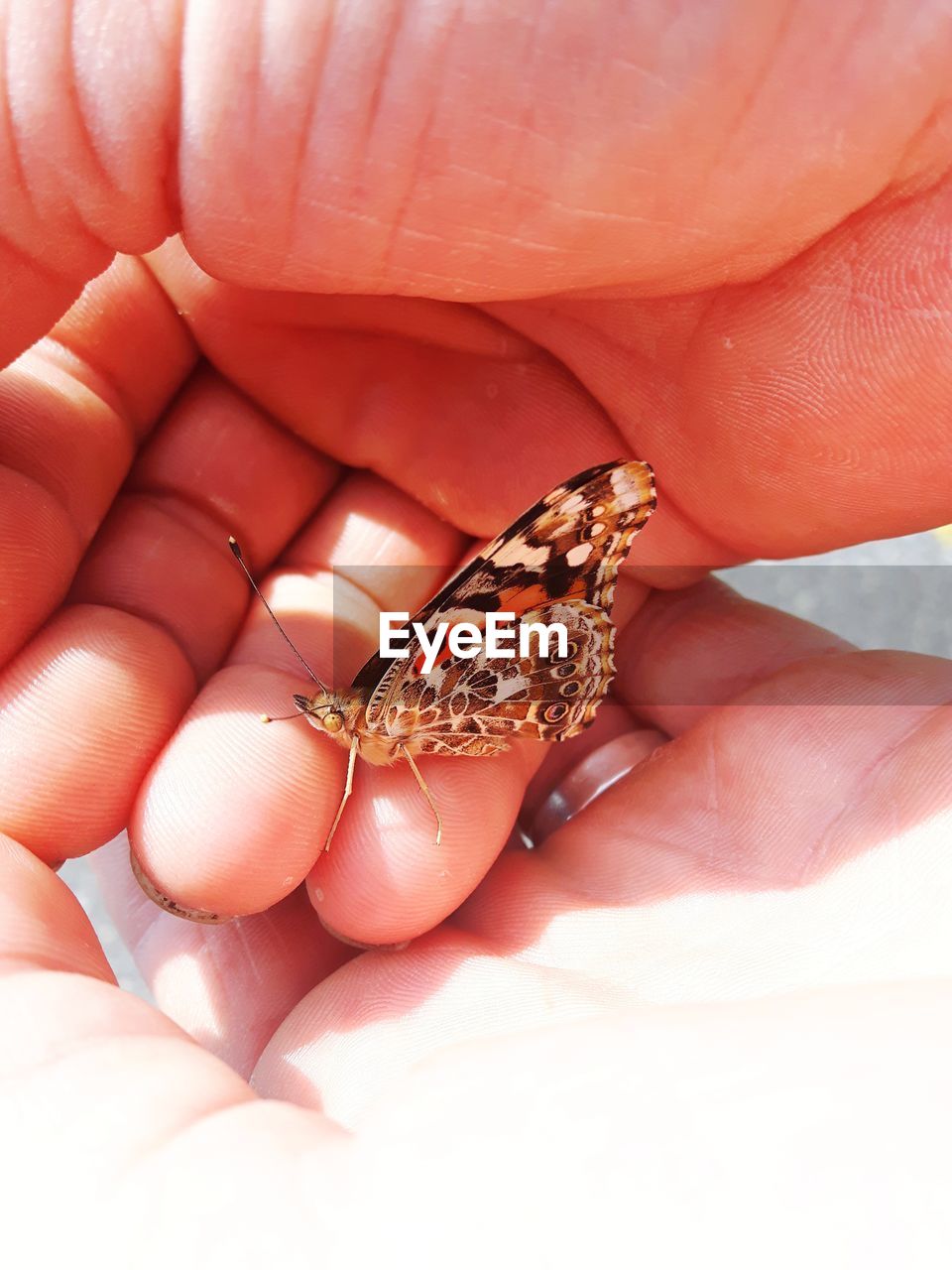 Close-up of hand holding butterfly