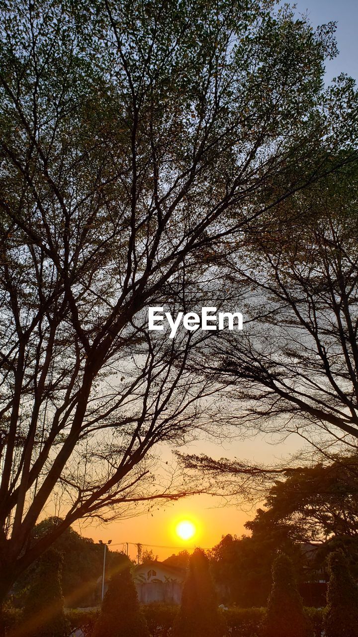SILHOUETTE BARE TREE AGAINST SKY DURING SUNSET