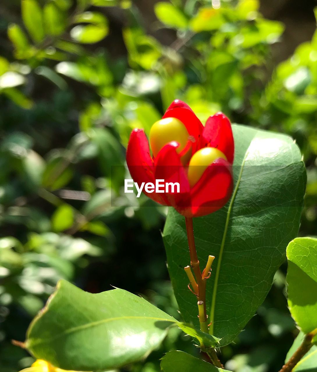 CLOSE-UP OF RED FLOWER AND PLANT