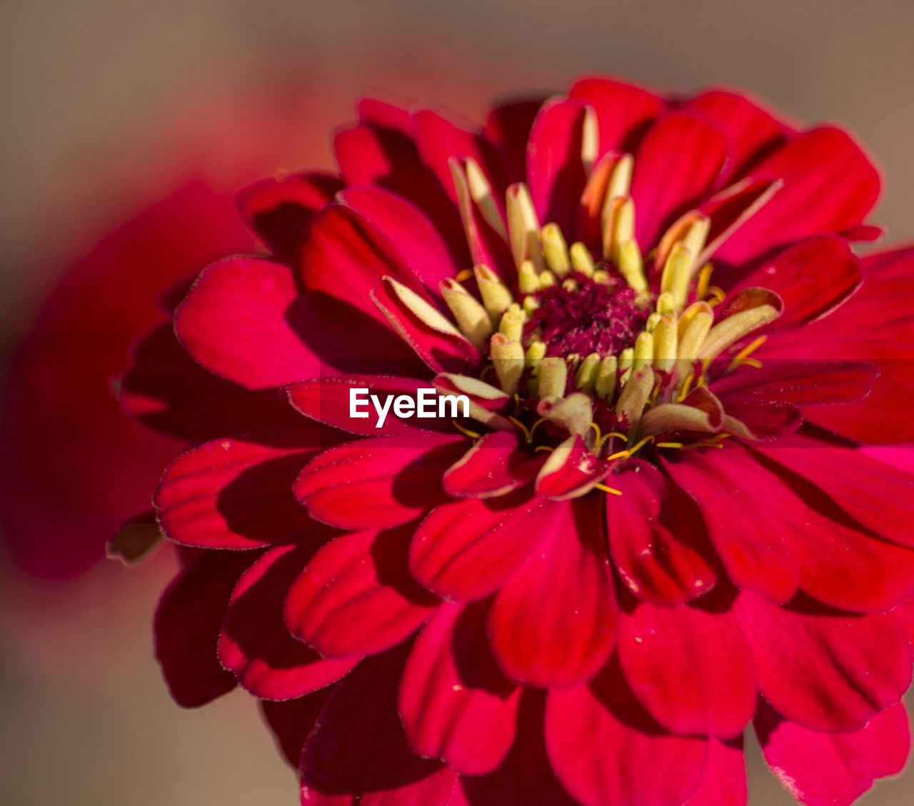 High angle view of red flower growing on field