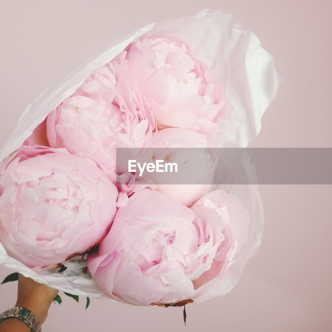 Close-up of pink rose against white background