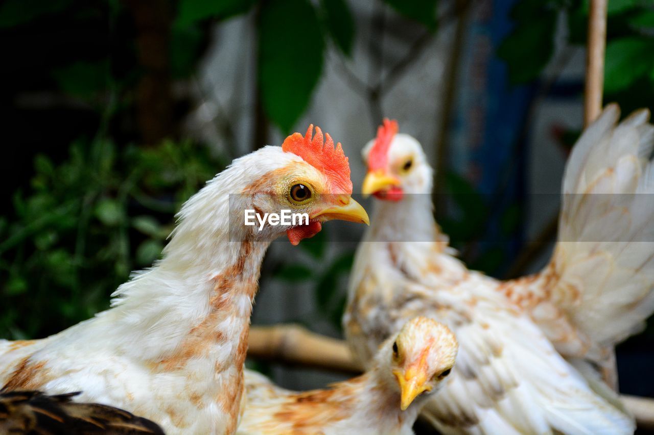 Dwarf chicken in the farm