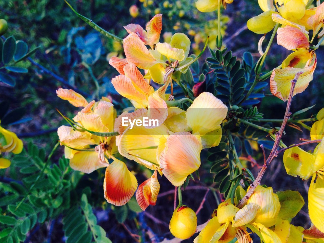 CLOSE-UP OF YELLOW FLOWER BLOOMING OUTDOORS