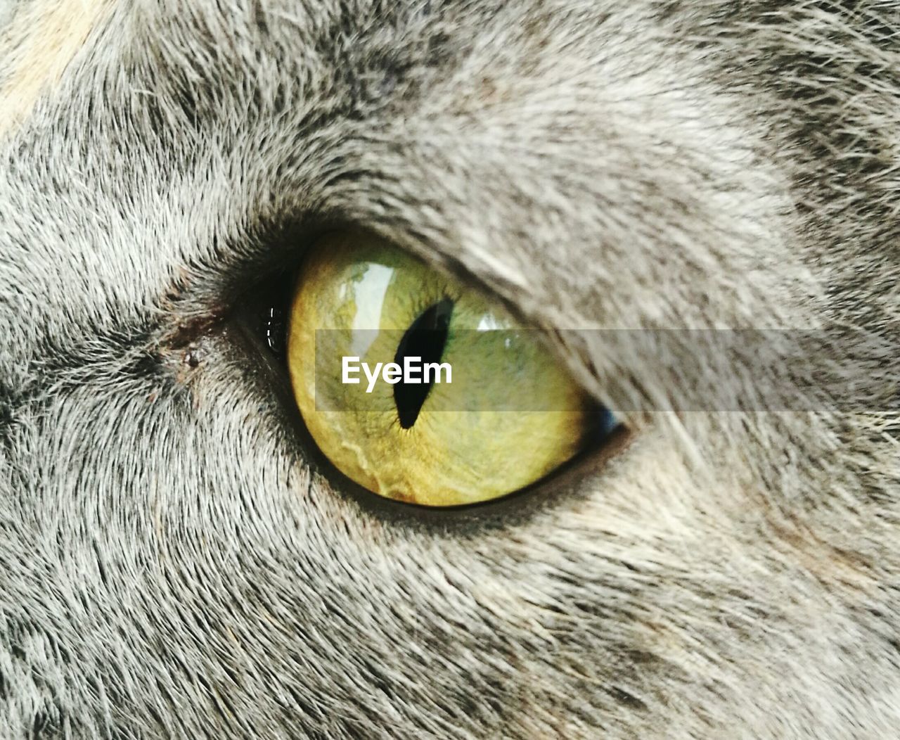 CLOSE-UP PORTRAIT OF CAT ON GREEN EYE