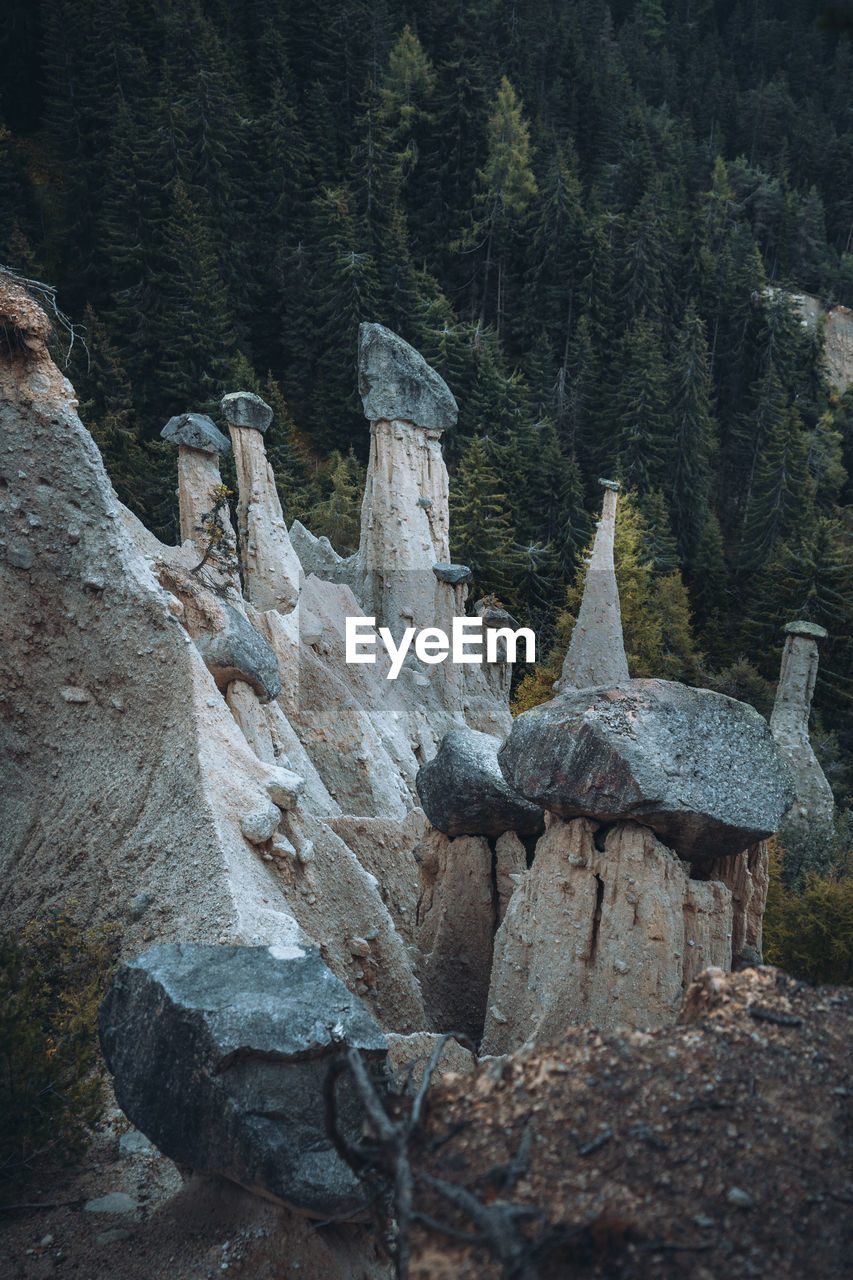 VIEW OF STONE WALL IN FOREST