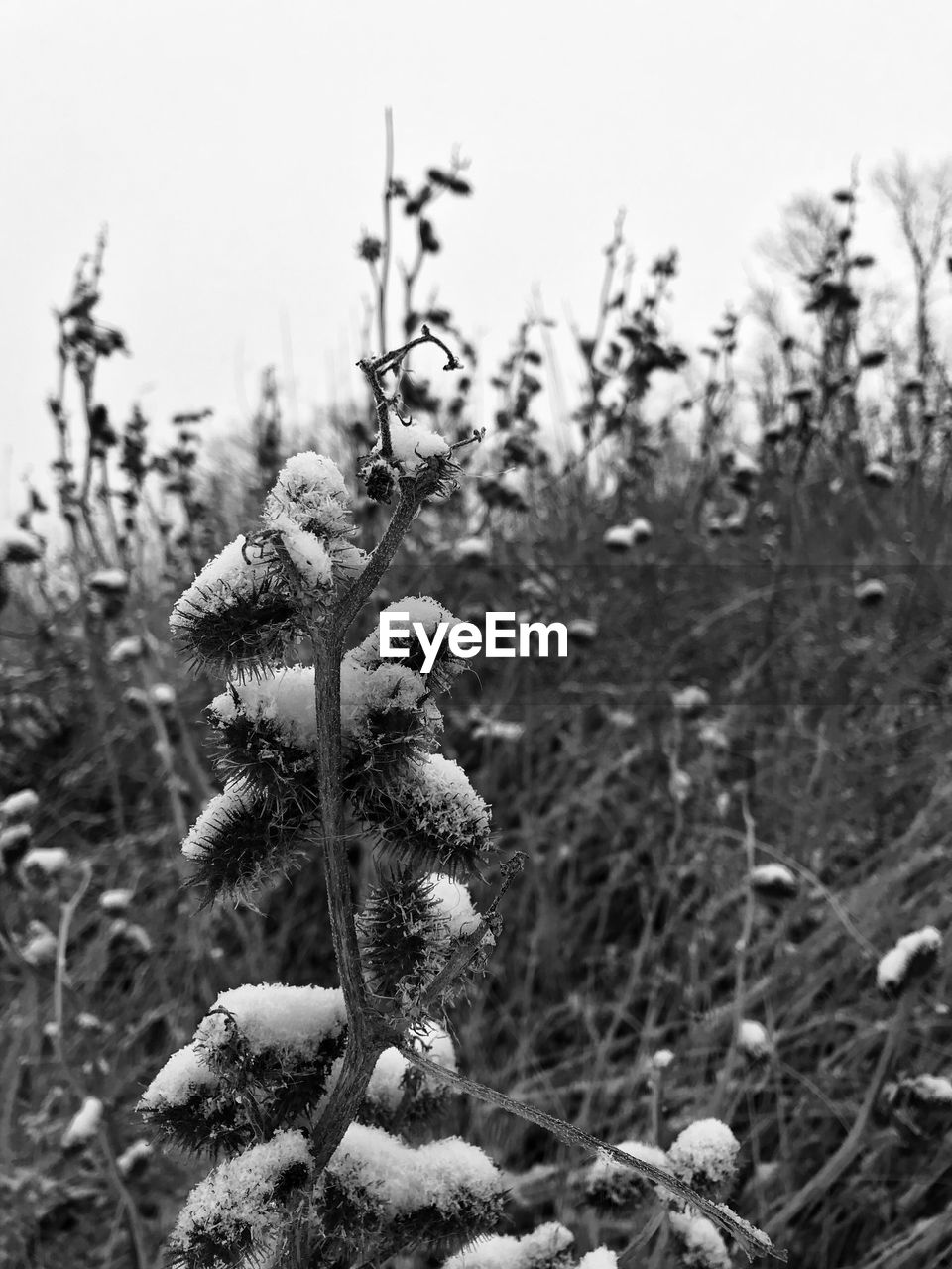 CLOSE-UP OF FRESH PLANT AGAINST SKY