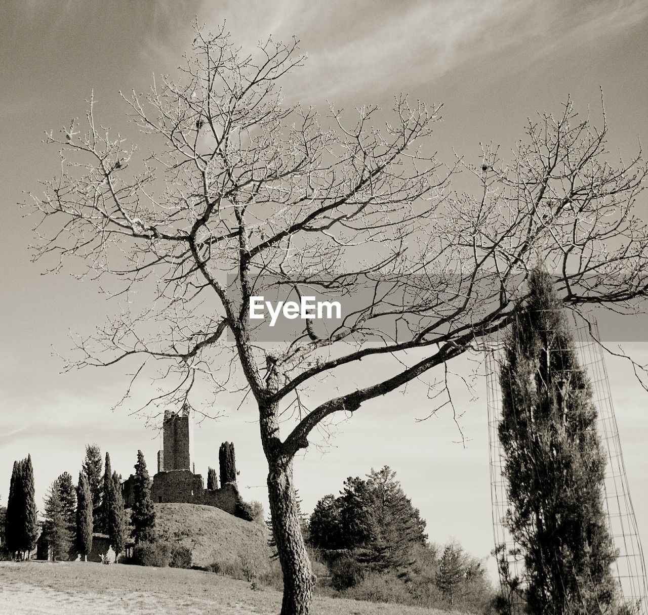 BARE TREE AGAINST SKY