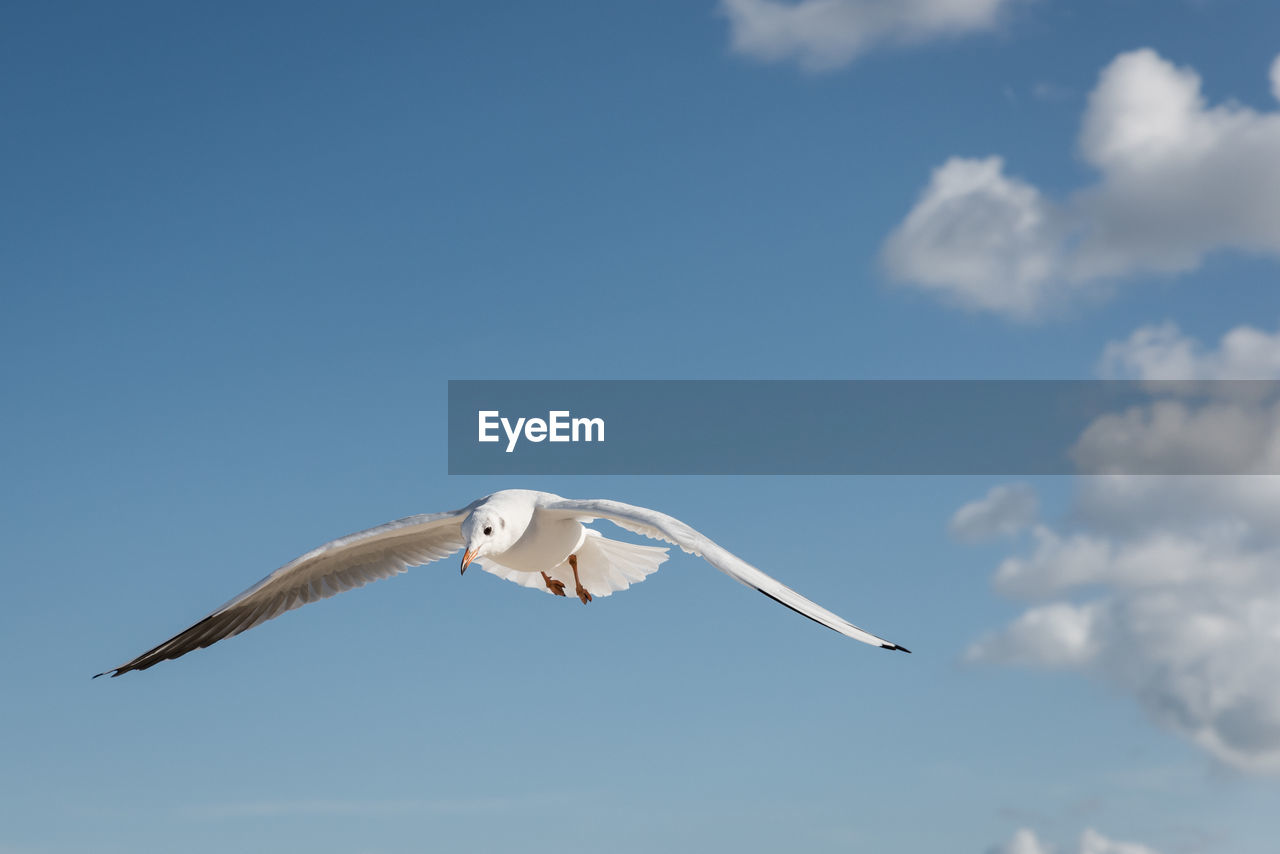 Close-up of seagull flying in sky