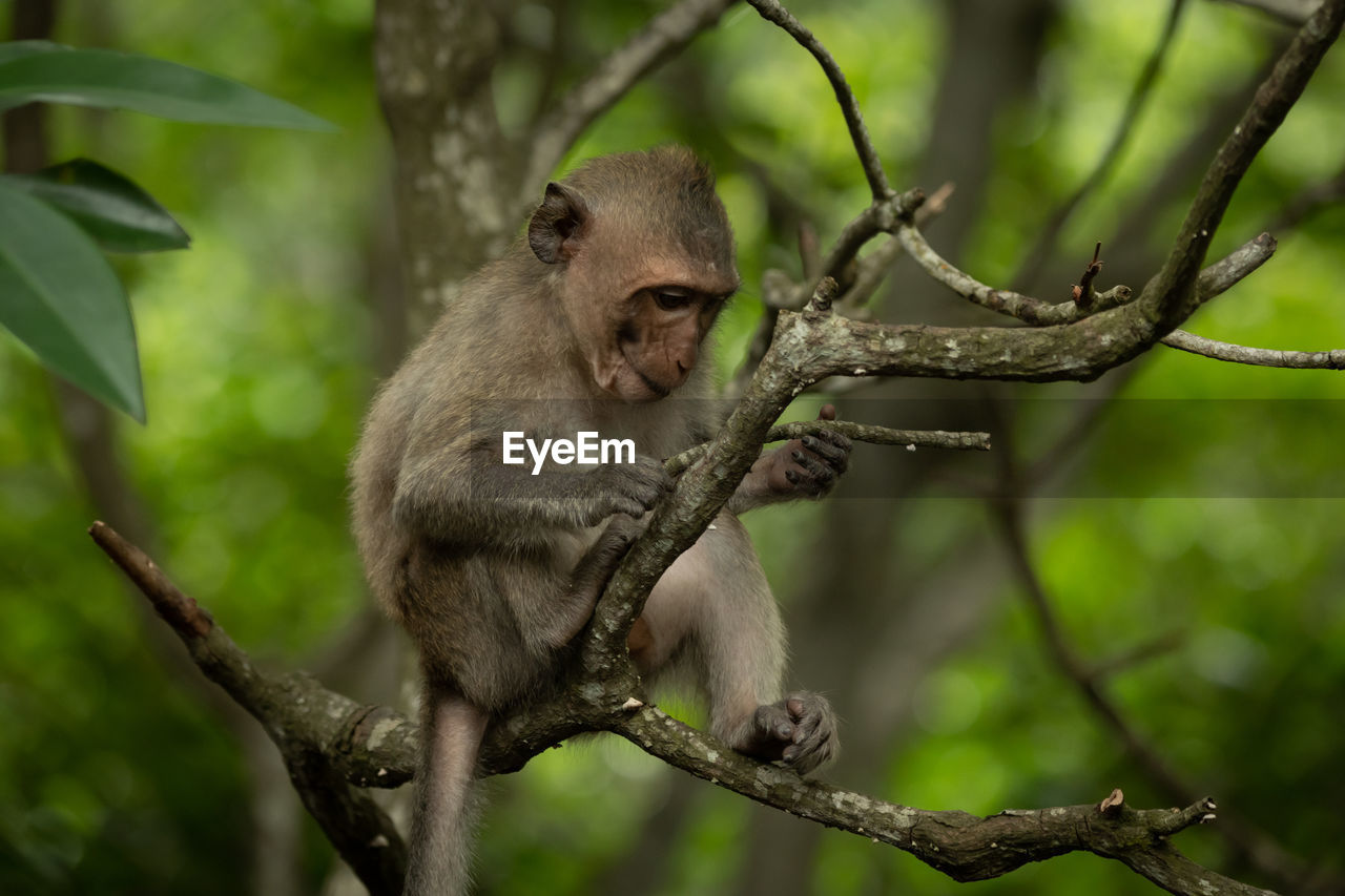 Baby long-tailed macaque in tree holding twig