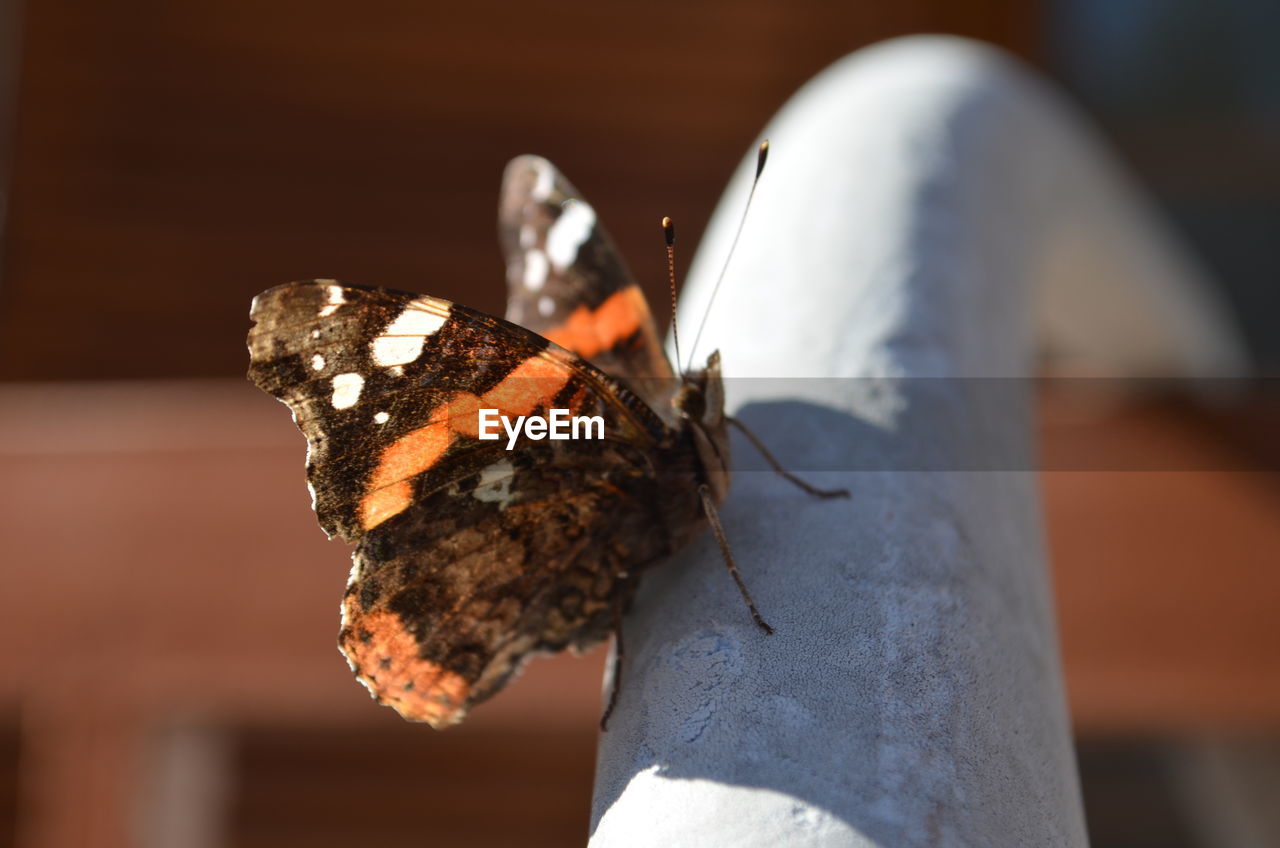 CLOSE-UP OF BUTTERFLY OUTDOORS