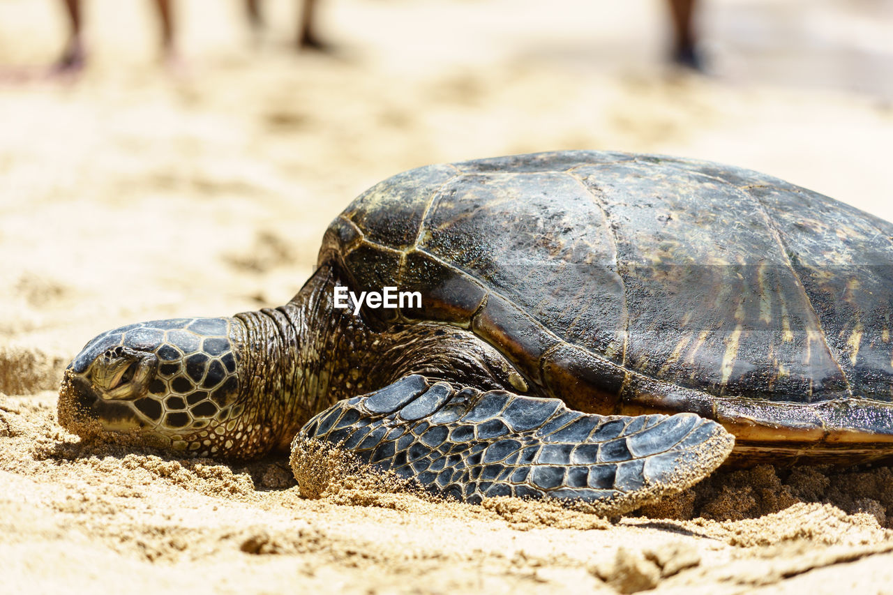 CLOSE-UP OF TORTOISE