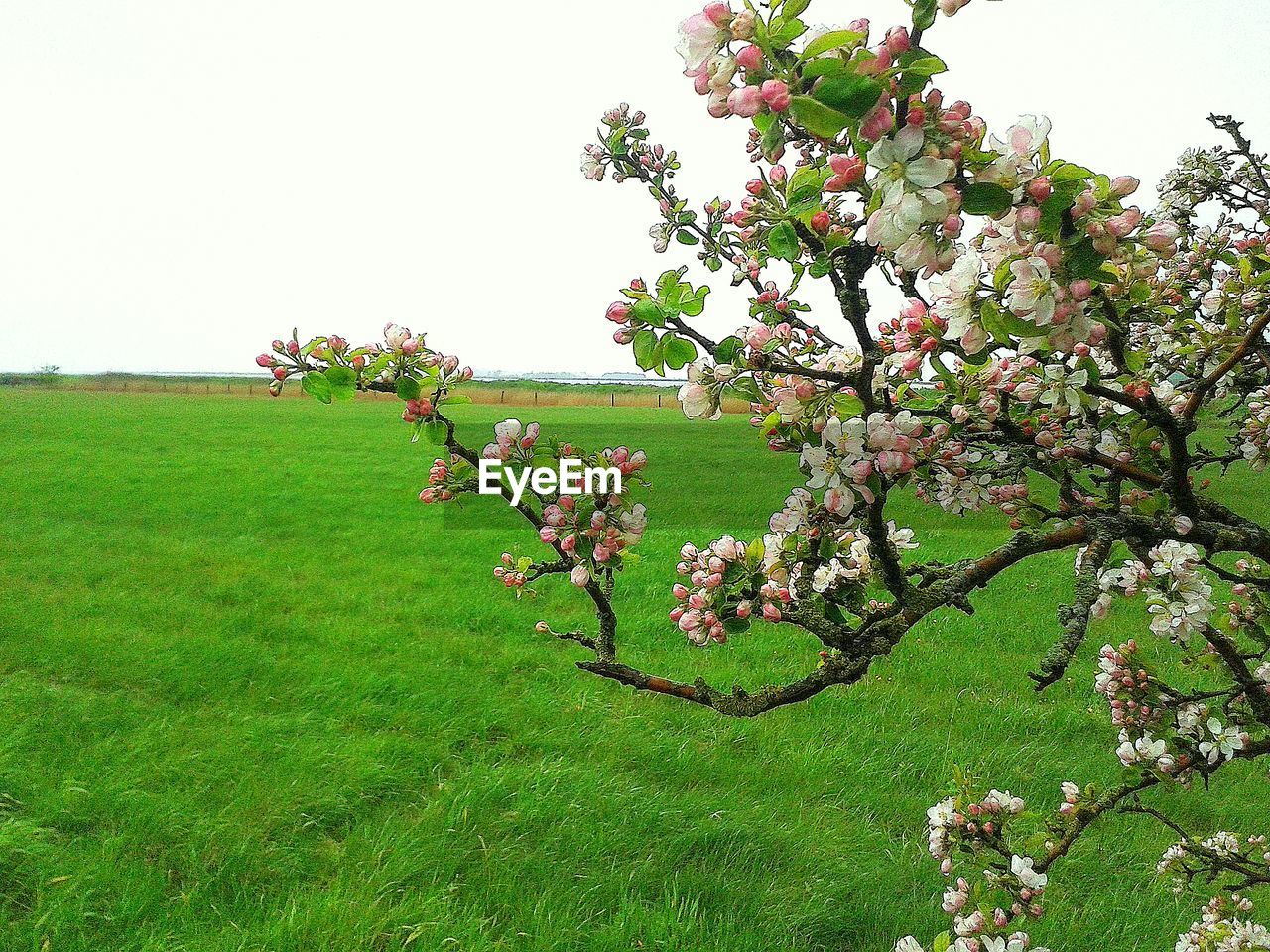 TREES GROWING ON FIELD