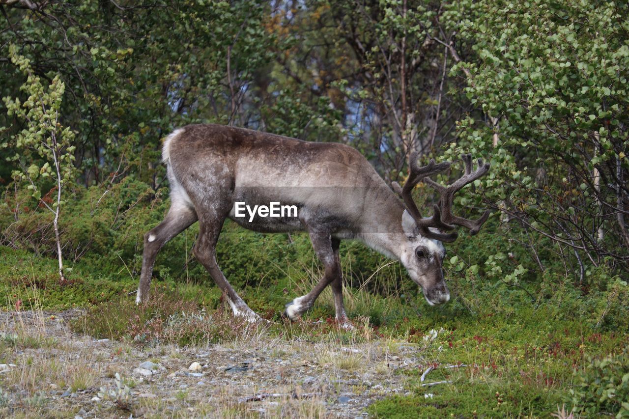 DEER IN A FOREST