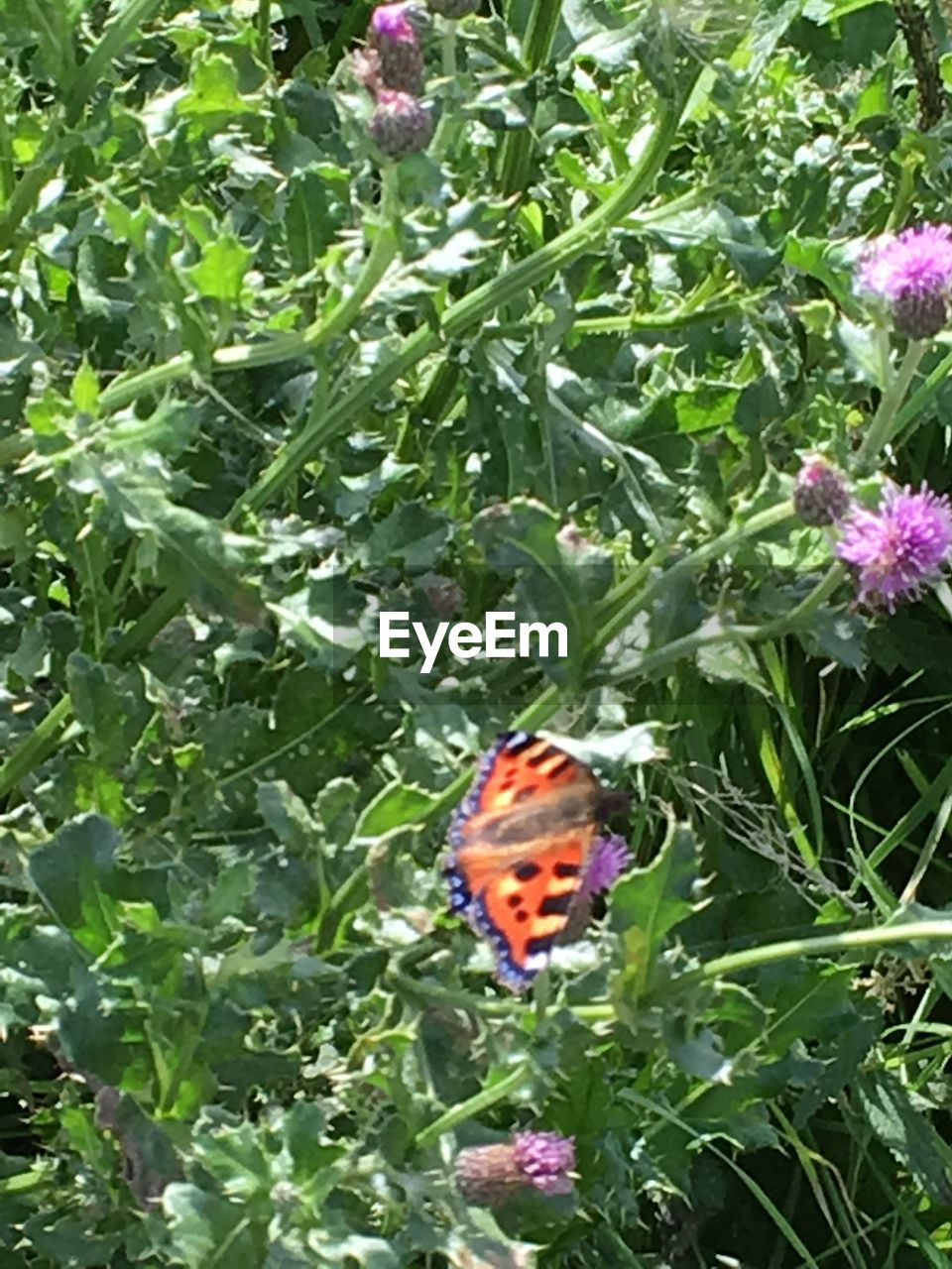 CLOSE-UP OF BUTTERFLY ON RED FLOWER