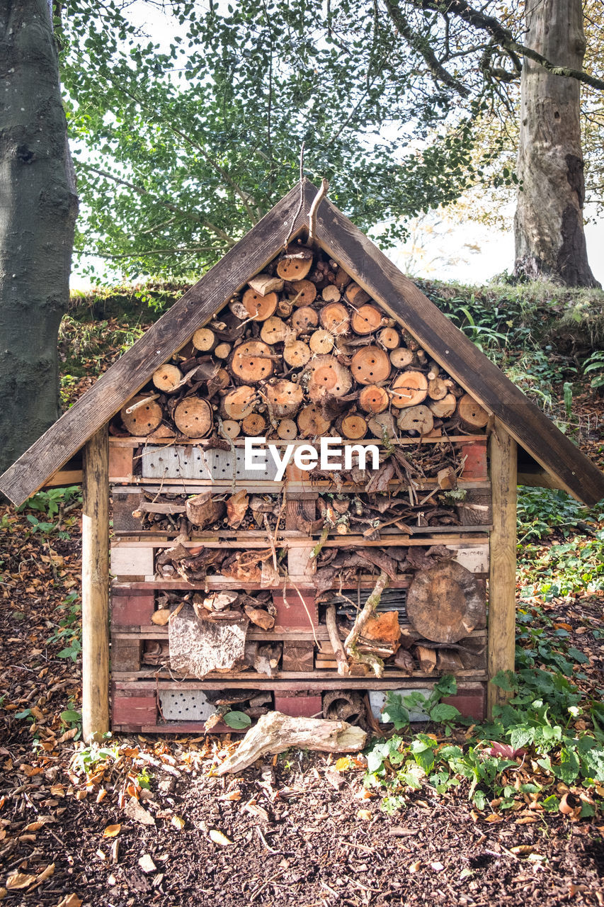 tree, plant, wood, nature, architecture, built structure, day, no people, forest, woodland, land, outdoor structure, outdoors, building exterior, tree trunk, house, backyard, trunk, growth, building, garden, hut