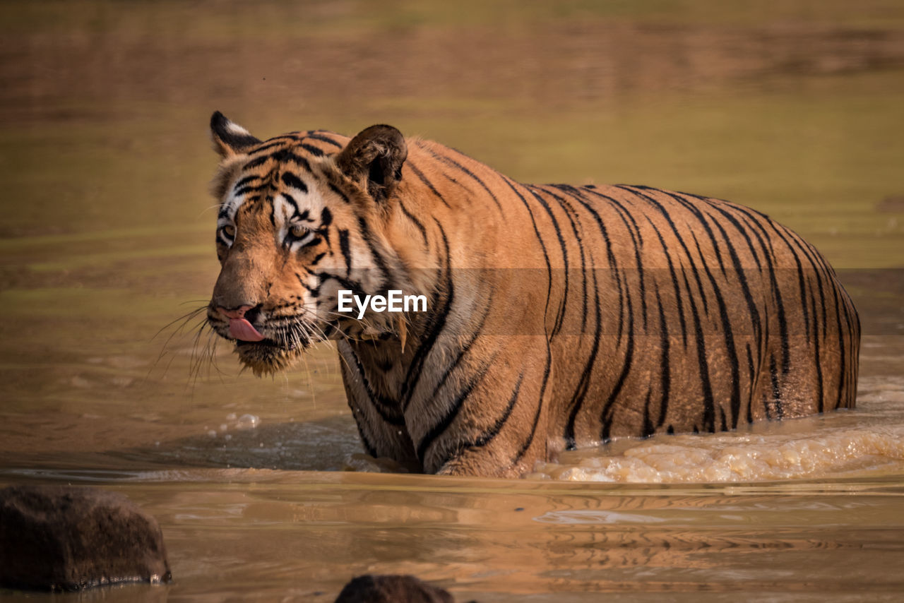 Tiger in shallow water